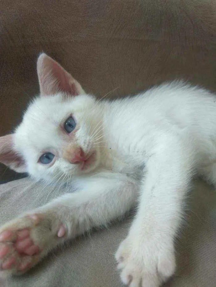 Gato ra a Sem raça definida idade Abaixo de 2 meses nome Jimmy