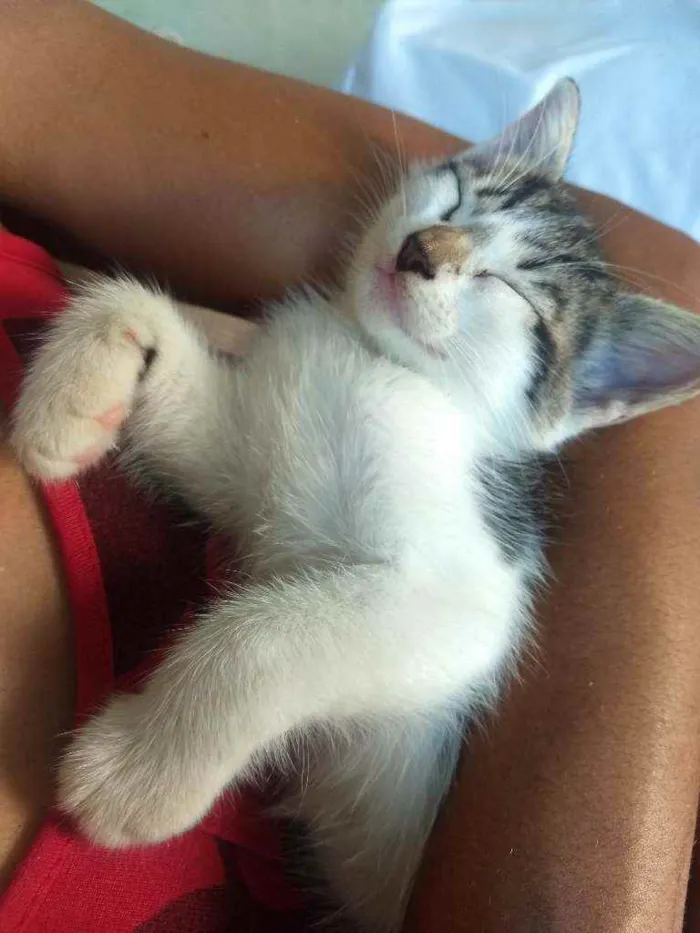 Gato ra a Sem raça definida idade Abaixo de 2 meses nome Jujuba