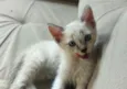Bob