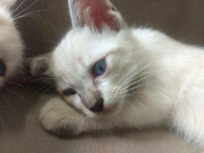 Gato ra a Sem raça definida idade Abaixo de 2 meses nome Bob