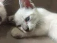 Bob