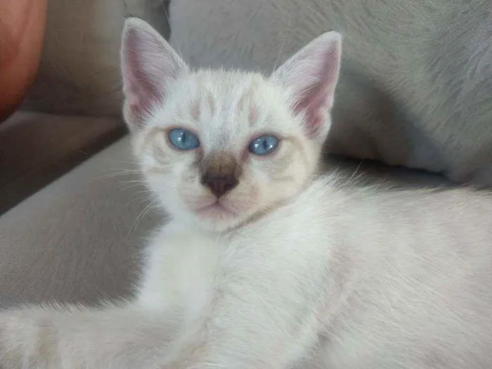 Gato ra a Sem raça definida idade Abaixo de 2 meses nome Bob