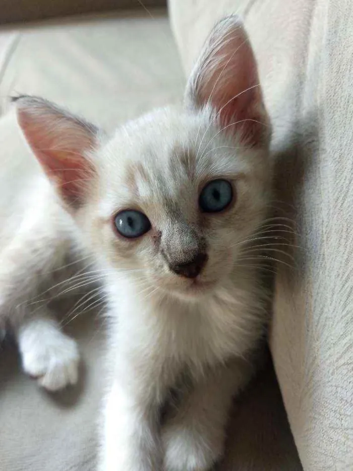 Gato ra a Sem raça definida idade Abaixo de 2 meses nome Bob