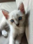 Bob