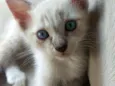 Bob