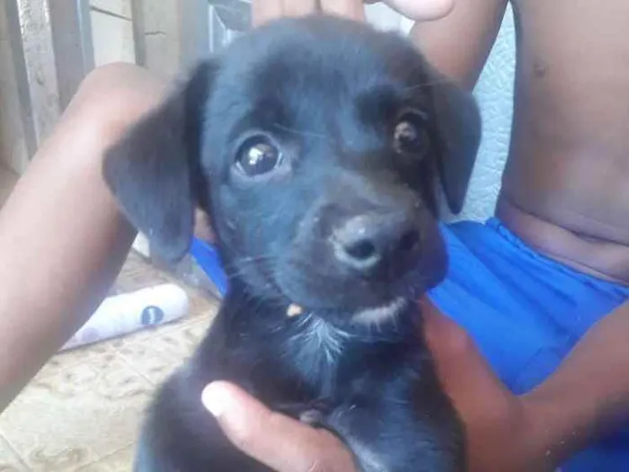 Cachorro raça Vira lata  idade Abaixo de 2 meses nome Nao identificado 