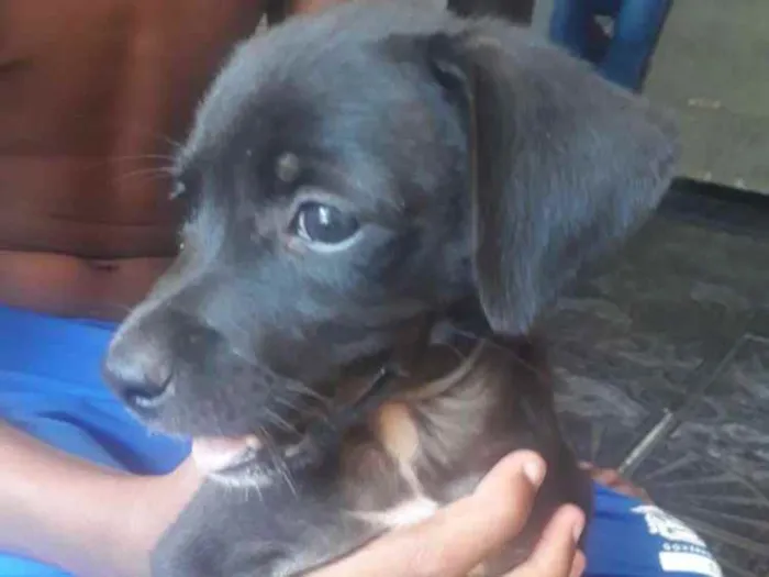 Cachorro raça Vira lata  idade Abaixo de 2 meses nome Nao identificado 