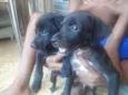Nao identificado 