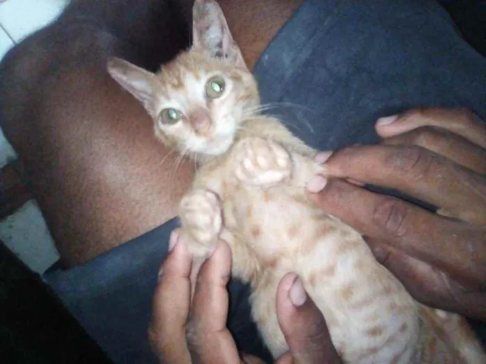Gato raça Srd idade 2 a 6 meses nome Galego
