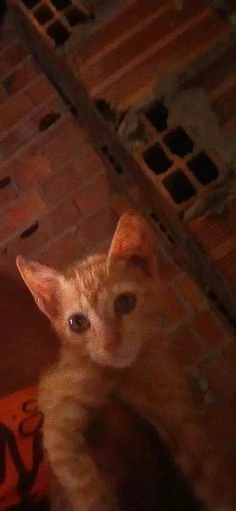 Gato raça Srd idade 2 a 6 meses nome Galego