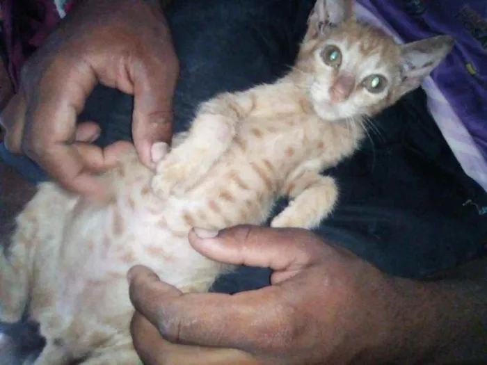 Gato raça Srd idade 2 a 6 meses nome Galego