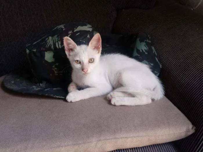Gato raça Srd idade 2 a 6 meses nome Lulu