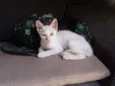 Lulu