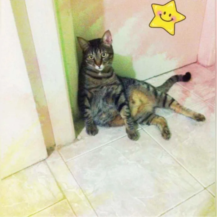 Gato ra a Indefinida idade 6 ou mais anos nome Napoleão