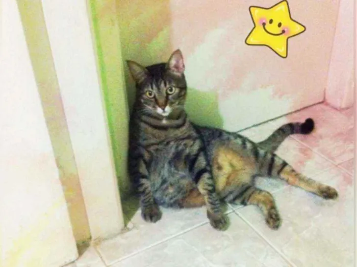 Gato ra a Indefinida idade 6 ou mais anos nome Napoleão