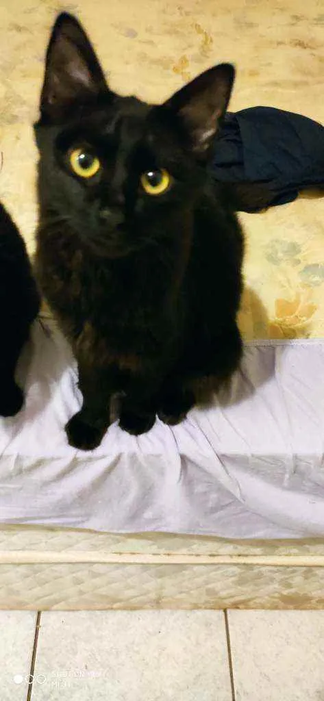 Gato ra a Sem raça idade 2 a 6 meses nome Wolverine