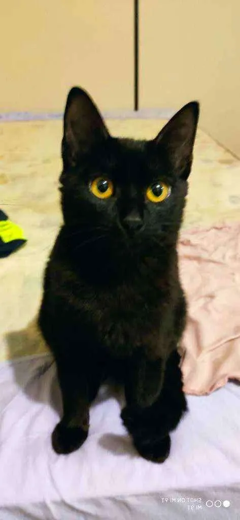 Gato ra a Sem raça idade 2 a 6 meses nome Dark