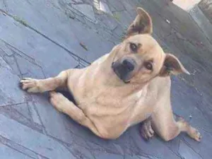 Cachorro raça Lindaaaa idade 1 ano nome Não sei 