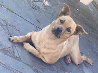 Cachorro ra a Lindaaaa idade 1 ano nome Não sei 