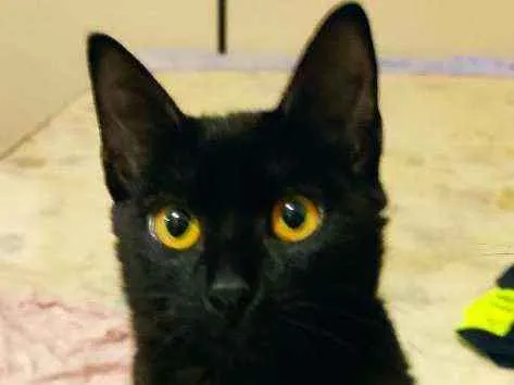 Gato ra a Sem raça idade 2 a 6 meses nome Dark