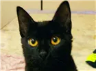 Gato raça Sem raça idade 2 a 6 meses nome Dark