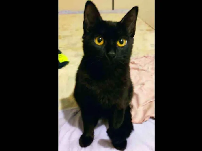 Gato ra a Sem raça idade 2 a 6 meses nome Dark
