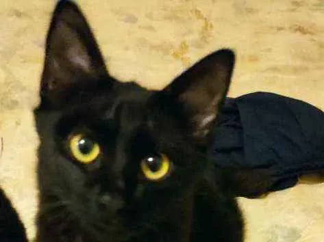 Gato ra a Sem raça idade 2 a 6 meses nome Wolverine