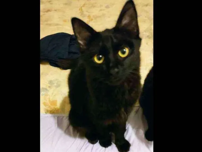 Gato ra a Sem raça idade 2 a 6 meses nome Wolverine