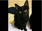 Gato raça Sem raça idade 2 a 6 meses nome Wolverine