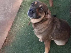 Cachorro raça Sem raça definida idade 2 anos nome Lassy