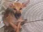 Cachorro raça Mistura de Raças idade 2 a 6 meses nome Orelha