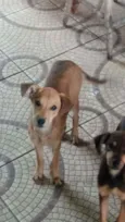 Scooby