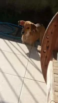 Scooby