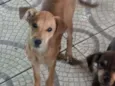 Scooby