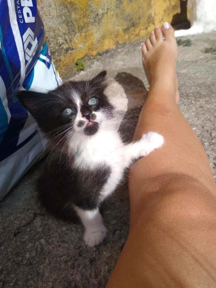 Gato raça Não sei  idade 2 a 6 meses nome Sem nome 