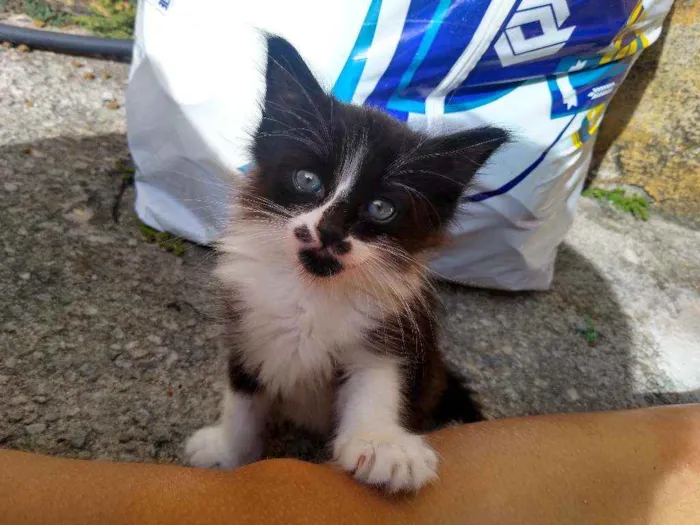 Gato raça Não sei  idade 2 a 6 meses nome Sem nome 