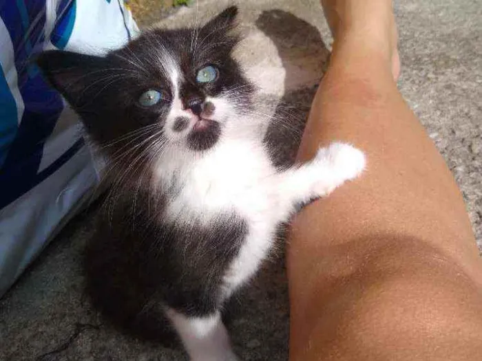 Gato raça Não sei  idade 2 a 6 meses nome Sem nome 