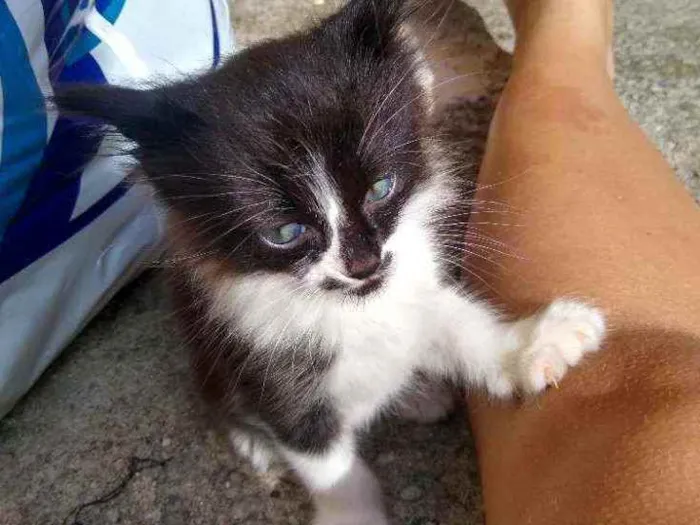 Gato raça Não sei  idade 2 a 6 meses nome Sem nome 