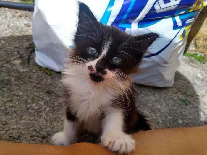 Gato raça Não sei  idade 2 a 6 meses nome Sem nome 