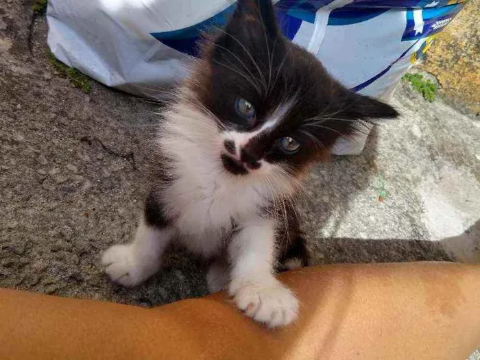 Gato raça Não sei  idade 2 a 6 meses nome Sem nome 