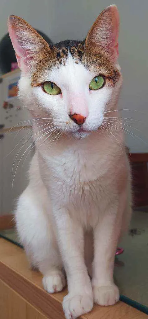 Gato ra a Srd idade 6 ou mais anos nome Marie, Luke e Charli