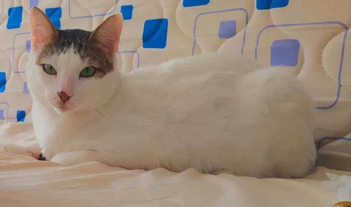 Gato ra a Srd idade 6 ou mais anos nome Marie, Luke e Charli