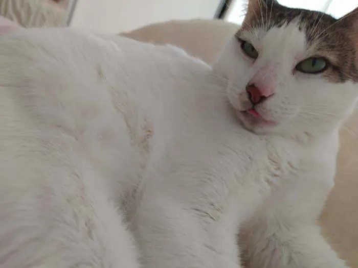 Gato ra a Srd idade 6 ou mais anos nome Marie, Luke e Charli