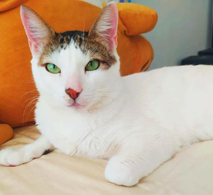Gato ra a Srd idade 6 ou mais anos nome Marie, Luke e Charli