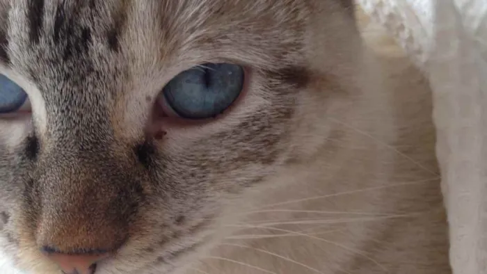 Gato ra a Srd idade 6 ou mais anos nome Marie, Luke e Charli