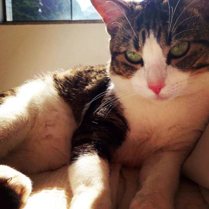 Gato ra a Srd idade 6 ou mais anos nome Marie, Luke e Charli