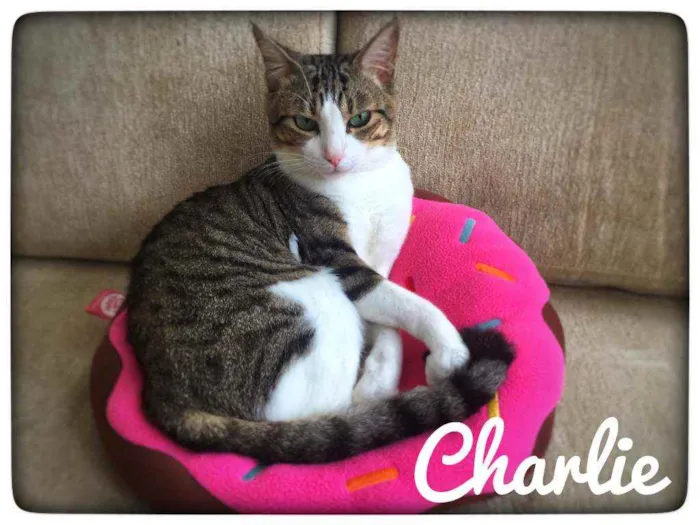 Gato ra a Srd idade 6 ou mais anos nome Marie, Luke e Charli