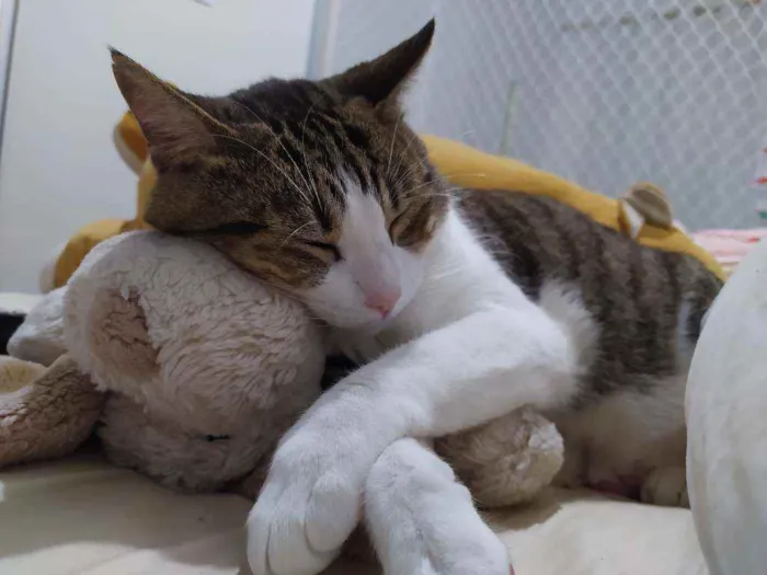 Gato ra a Srd idade 6 ou mais anos nome Marie, Luke e Charli