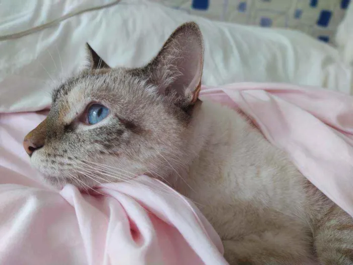Gato ra a Srd idade 6 ou mais anos nome Marie, Luke e Charli