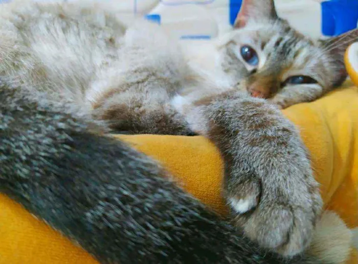 Gato ra a Srd idade 6 ou mais anos nome Marie, Luke e Charli